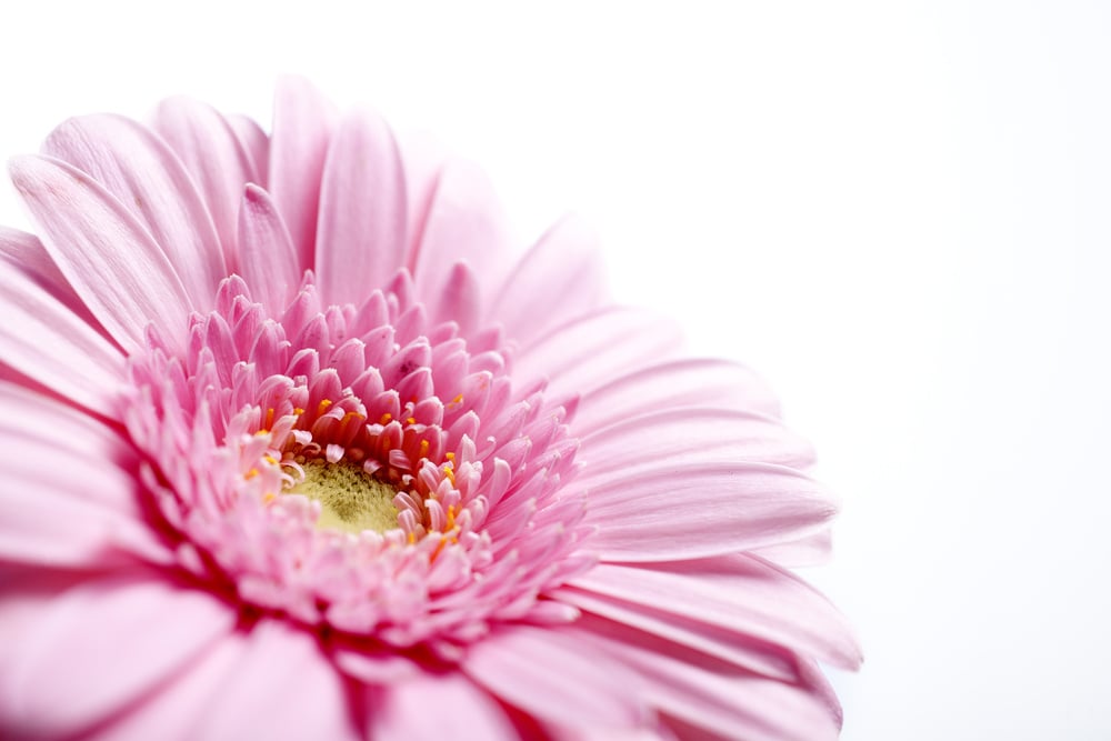 beautiful open purple flower showing the petal detail on an isolated background beautiful open purple flower showing the petal detail on an isolated background